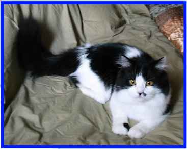 Winston, Black & White napoleon Cat